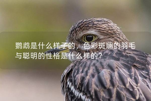 鹦鹉是什么样子的，色彩斑斓的羽毛与聪明的性格是什么样的？