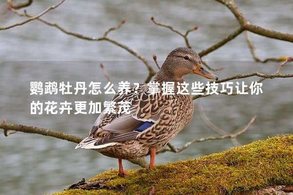 鹦鹉牡丹怎么养？掌握这些技巧让你的花卉更加繁茂