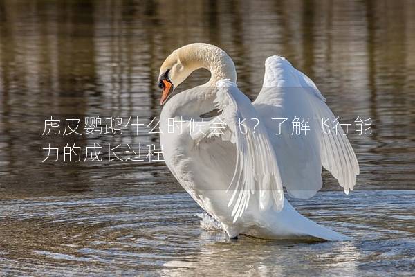 虎皮鹦鹉什么时候会飞？了解飞行能力的成长过程