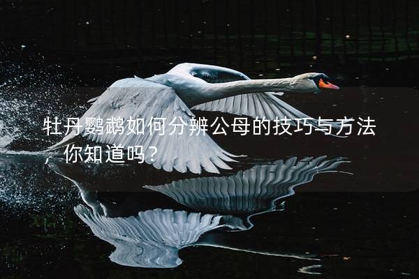 牡丹鹦鹉如何分辨公母的技巧与方法，你知道吗？