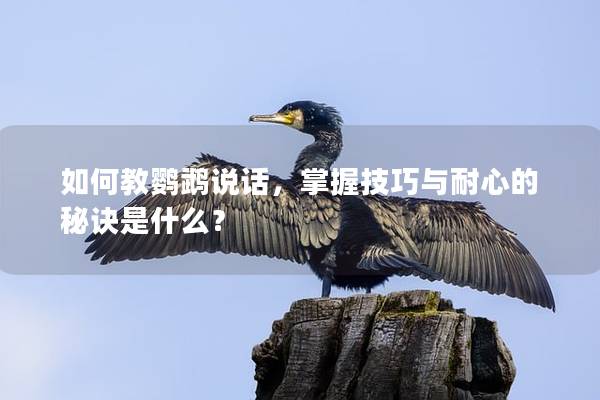 如何教鹦鹉说话，掌握技巧与耐心的秘诀是什么？
