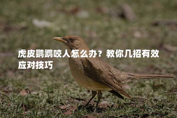 虎皮鹦鹉咬人怎么办？教你几招有效应对技巧