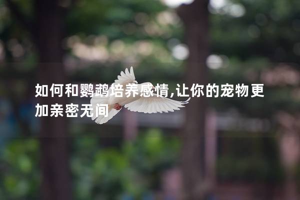 如何和鹦鹉培养感情,让你的宠物更加亲密无间