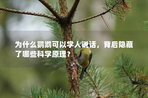为什么鹦鹉可以学人说话，背后隐藏了哪些科学原理？
