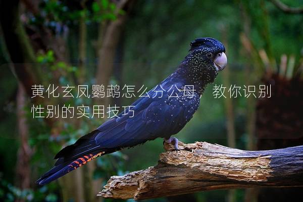 黄化玄凤鹦鹉怎么分公母，教你识别性别的实用技巧