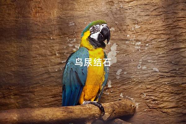 鸟尿结石