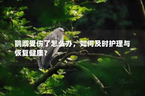 鹦鹉受伤了怎么办，如何及时护理与恢复健康？