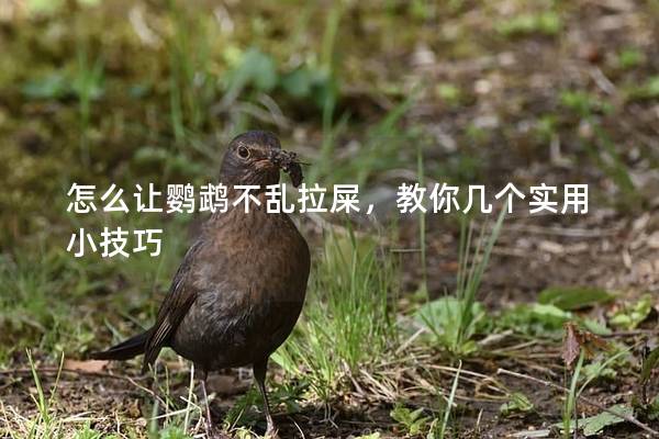怎么让鹦鹉不乱拉屎，教你几个实用小技巧