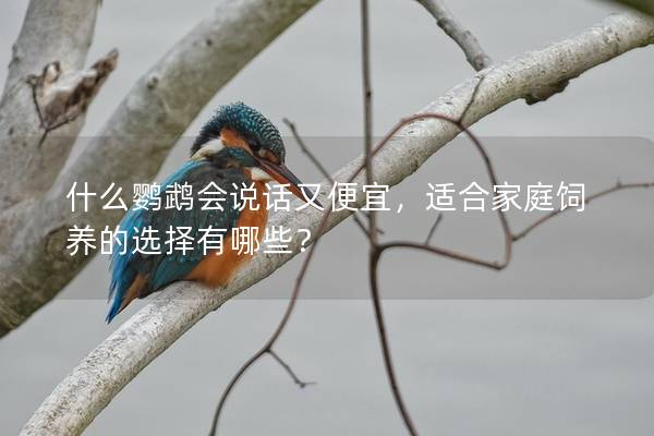 什么鹦鹉会说话又便宜，适合家庭饲养的选择有哪些？