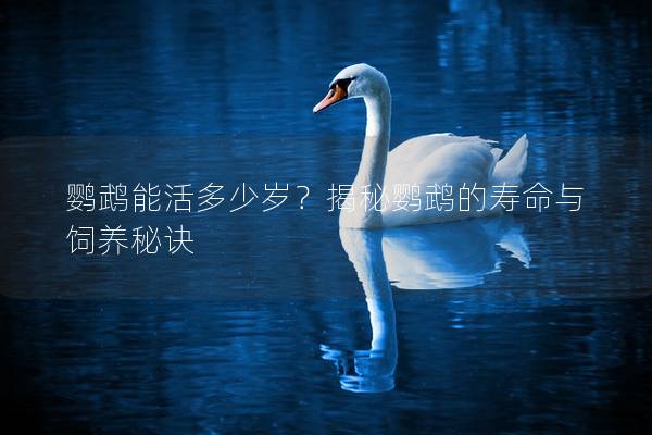 鹦鹉能活多少岁？揭秘鹦鹉的寿命与饲养秘诀