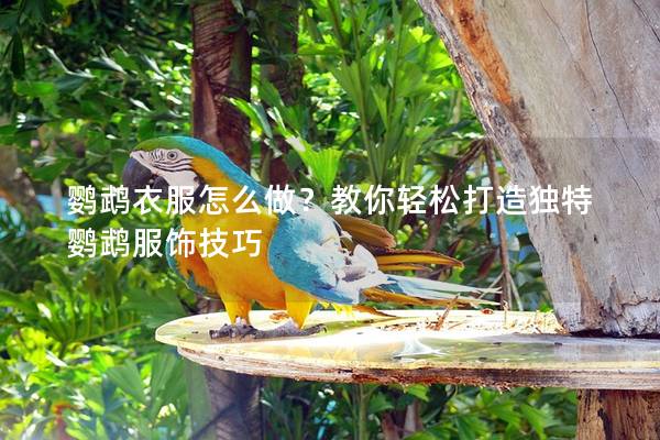 鹦鹉衣服怎么做？教你轻松打造独特鹦鹉服饰技巧