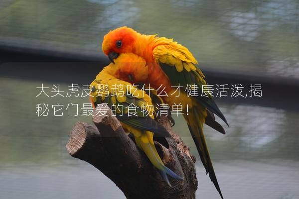 大头虎皮鹦鹉吃什么才健康活泼,揭秘它们最爱的食物清单!