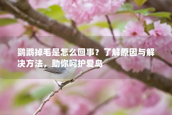 鹦鹉掉毛是怎么回事？了解原因与解决方法，助你呵护爱鸟