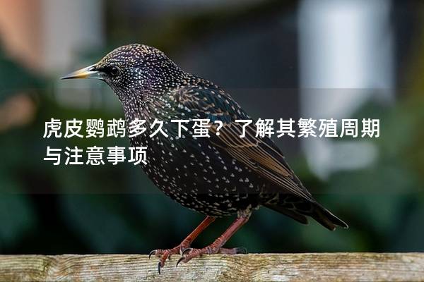 虎皮鹦鹉多久下蛋？了解其繁殖周期与注意事项