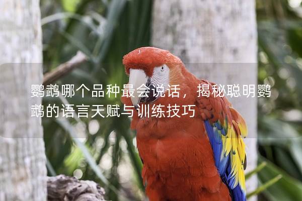 鹦鹉哪个品种最会说话，揭秘聪明鹦鹉的语言天赋与训练技巧