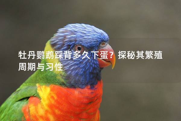 牡丹鹦鹉踩背多久下蛋？探秘其繁殖周期与习性