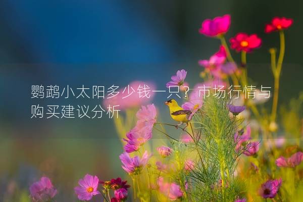鹦鹉小太阳多少钱一只？市场行情与购买建议分析