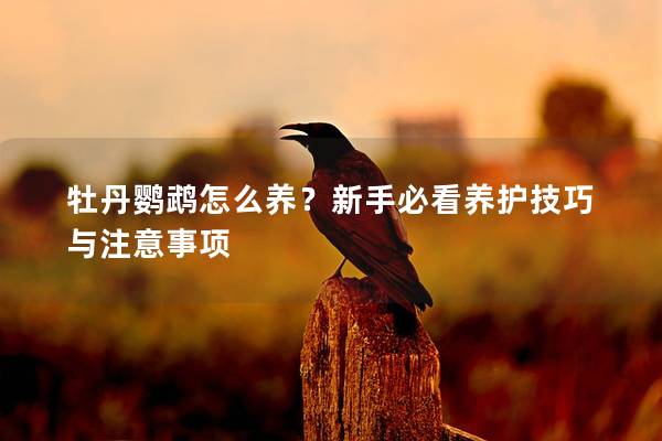 牡丹鹦鹉怎么养？新手必看养护技巧与注意事项