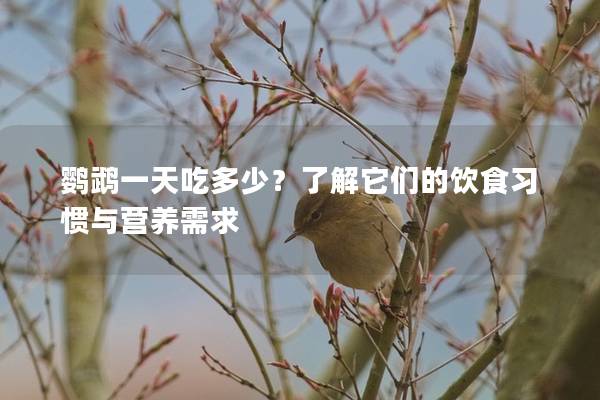 鹦鹉一天吃多少？了解它们的饮食习惯与营养需求