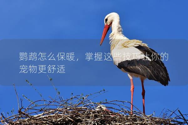 鹦鹉怎么保暖，掌握这些技巧让你的宠物更舒适