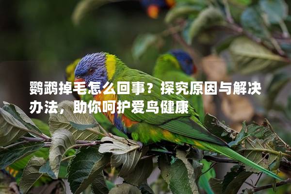 鹦鹉掉毛怎么回事？探究原因与解决办法，助你呵护爱鸟健康