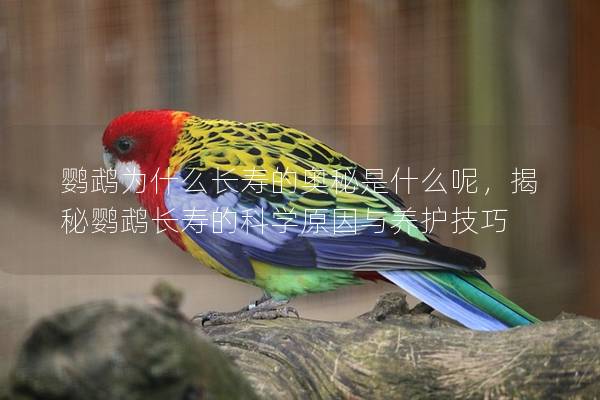 鹦鹉为什么长寿的奥秘是什么呢，揭秘鹦鹉长寿的科学原因与养护技巧