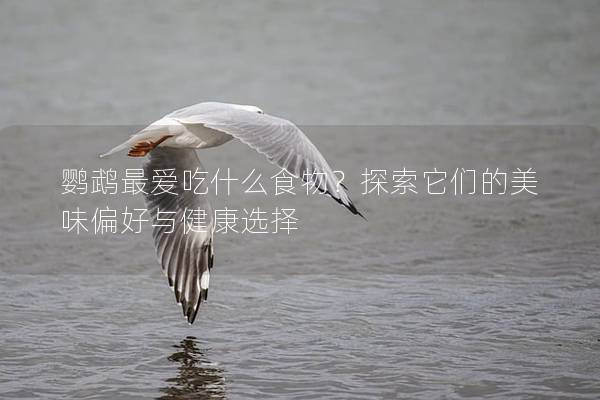 鹦鹉最爱吃什么食物？探索它们的美味偏好与健康选择