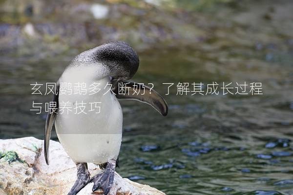玄凤鹦鹉多久断奶？了解其成长过程与喂养技巧