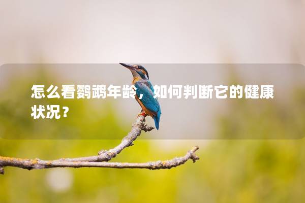 怎么看鹦鹉年龄，如何判断它的健康状况？
