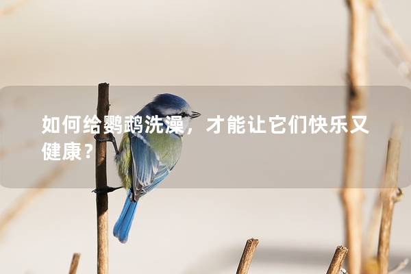 如何给鹦鹉洗澡，才能让它们快乐又健康？