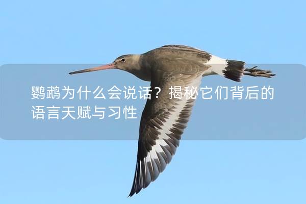 鹦鹉为什么会说话？揭秘它们背后的语言天赋与习性