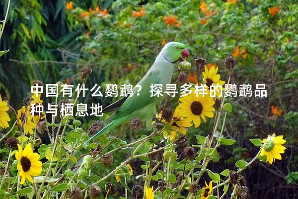 中国有什么鹦鹉？探寻多样的鹦鹉品种与栖息地