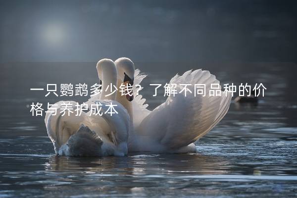 一只鹦鹉多少钱？了解不同品种的价格与养护成本
