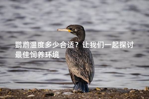 鹦鹉温度多少合适？让我们一起探讨最佳饲养环境