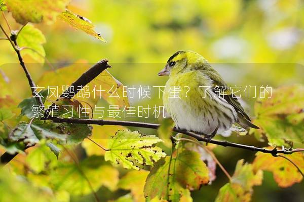 玄凤鹦鹉什么时候下蛋？了解它们的繁殖习性与最佳时机
