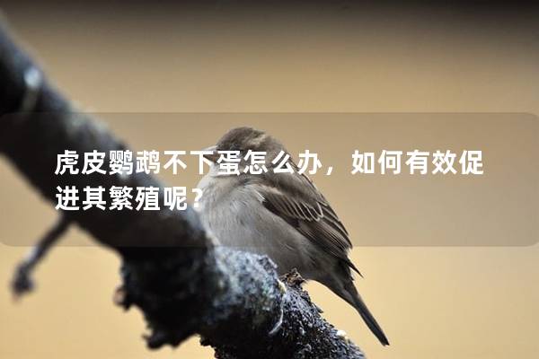 虎皮鹦鹉不下蛋怎么办，如何有效促进其繁殖呢？