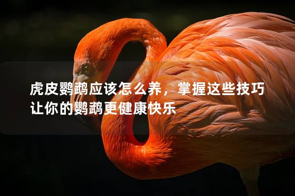 虎皮鹦鹉应该怎么养，掌握这些技巧让你的鹦鹉更健康快乐