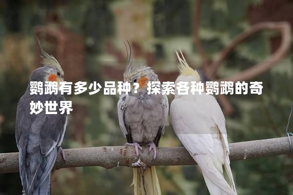 鹦鹉有多少品种？探索各种鹦鹉的奇妙世界