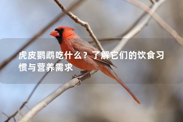 虎皮鹦鹉吃什么？了解它们的饮食习惯与营养需求