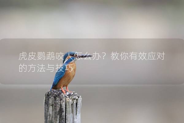 虎皮鹦鹉咬人怎么办？教你有效应对的方法与技巧