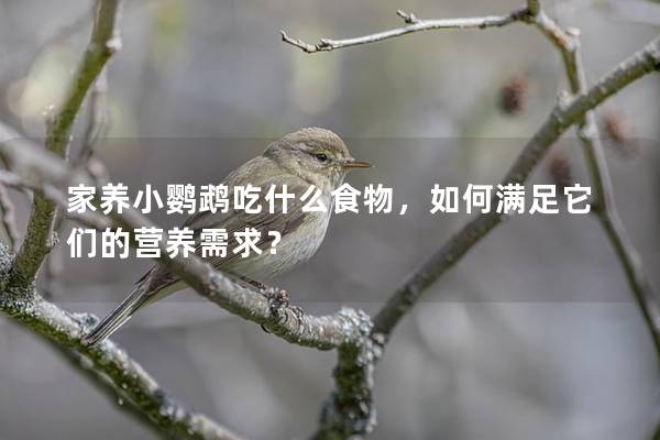 家养小鹦鹉吃什么食物，如何满足它们的营养需求？