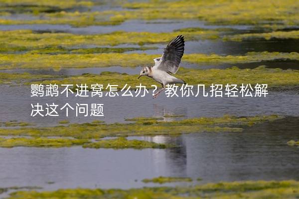 鹦鹉不进窝怎么办？教你几招轻松解决这个问题