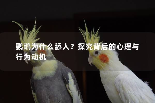鹦鹉为什么舔人？探究背后的心理与行为动机