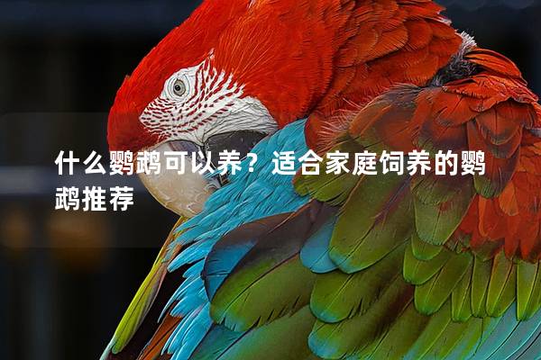 什么鹦鹉可以养？适合家庭饲养的鹦鹉推荐