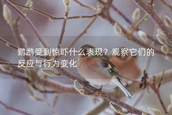 鹦鹉受到惊吓什么表现？观察它们的反应与行为变化