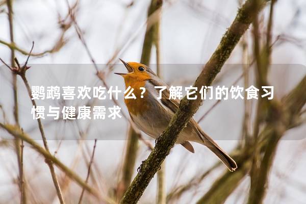 鹦鹉喜欢吃什么？了解它们的饮食习惯与健康需求