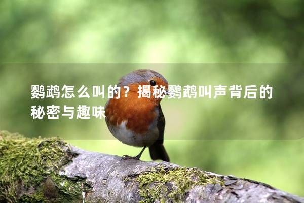 鹦鹉怎么叫的？揭秘鹦鹉叫声背后的秘密与趣味