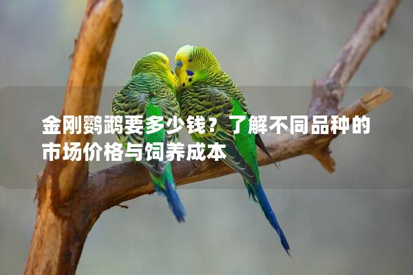金刚鹦鹉要多少钱？了解不同品种的市场价格与饲养成本