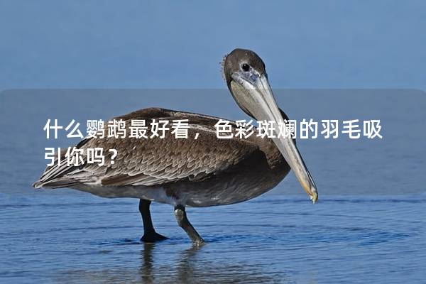 什么鹦鹉最好看，色彩斑斓的羽毛吸引你吗？