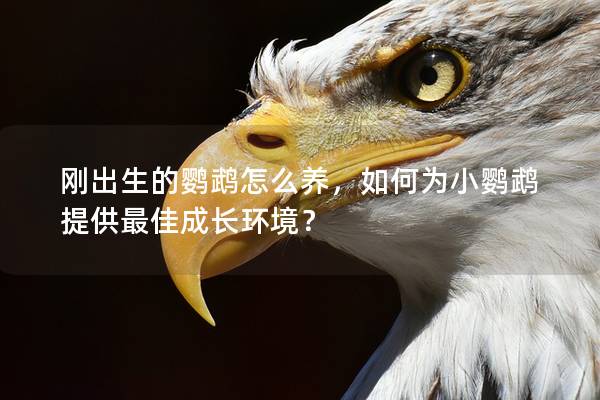 刚出生的鹦鹉怎么养，如何为小鹦鹉提供最佳成长环境？